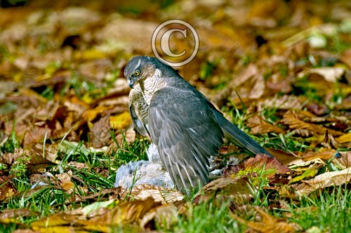Sparrowhawk with Grey Partridge  DM0445